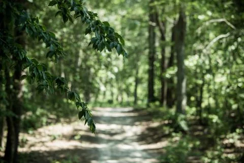 Tree lined walking path Stock Photos