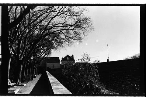 Tree Lined Walkway in High Contrast Black and White Stock Photos