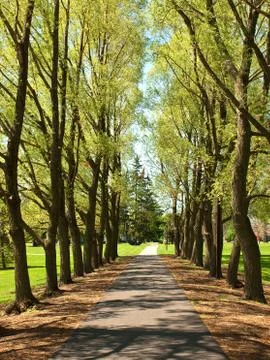 Tree lined walkway Stock Photos