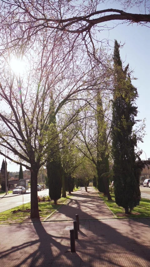 Tree Lined Walkway in Sanchinarro Madrid Residential Area Stock Footage 304161888