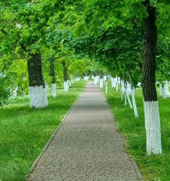 Tree-lined walkway with trunks painted white along brick path in green park Stock Photos