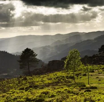 Tree Lit by Sun Rays Stock Photos