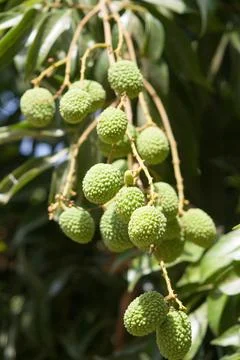 Tree of litchi lichee and lychee tree, Pachmarhi, Madhya Pradesh, India Stock Photos