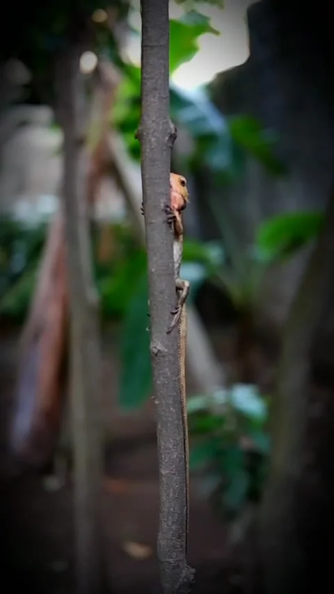 Tree lizard Stock Footage 211256388