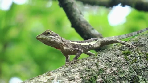 A tree lizard lying on a branch is looking around. Stock Footage 340469249