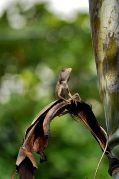 Tree Lizard Posing Stock Photos