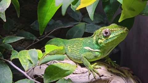 A tree lizard sitting Stock Footage 266065010