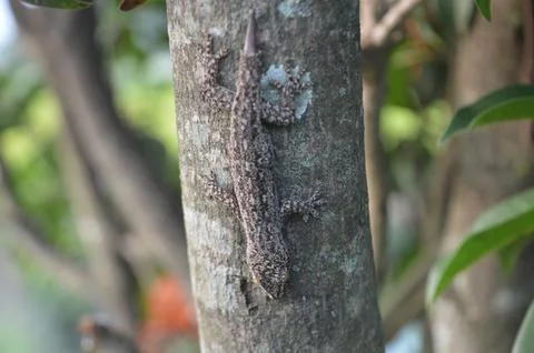 Tree lizards camouflage themselves on tree bark Stock Photos