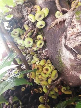 Tree loaded with Chilean figs Stock Photos