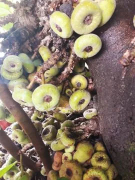 Tree loaded with Chilean figs Stock Photos