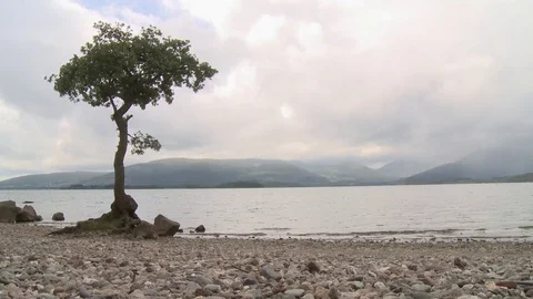 Tree by Loch in Scotland. 스톡 동영상 70523212