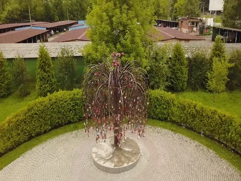 Tree with the locks shooting a drone Stock Footage 77627344