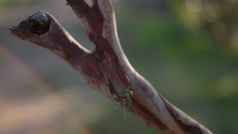 Tree log against blurred background Stock Footage 94884532