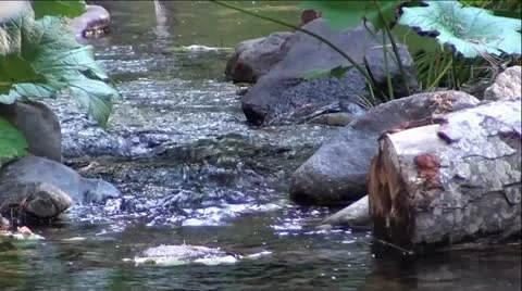Tree Log and Rocks in Mountain Creek Stock-Footage 12374187