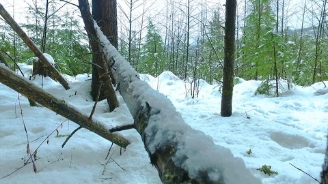 Tree log covered with snow Stock Footage 72167530