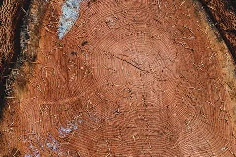 Tree log cut cross section close up Stock Photos