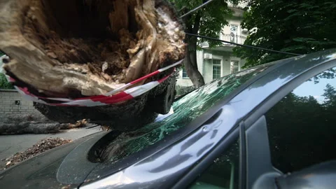 Tree log fell on the car and crushed it after extreme bad weather, Car crash Stock Footage 277651400