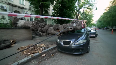 Tree log fell on the car and crushed it after extreme bad weather, high winds Stock Footage 277660866