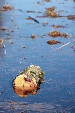 Tree log floating in calm blue water with reflection Foto stock