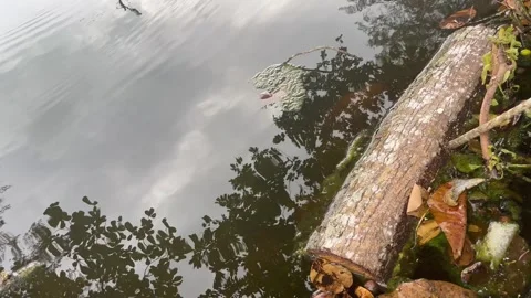 Tree Log Floating on Calm River Water with Tree Reflection Stock Footage 330145547