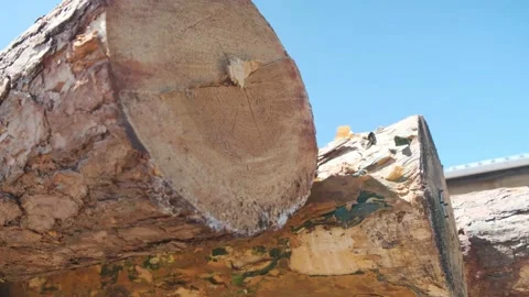 Tree log Stock Footage 165141231