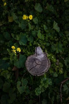 Tree log in forest Stock Photos