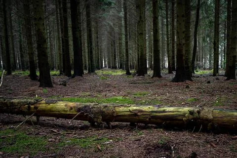 A tree log on the ground in a beautiful dark pine forest. Picture from Scania Stock Photos