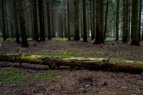 A tree log on the ground in a beautiful dark pine forest. Picture from Scania Stock Photos
