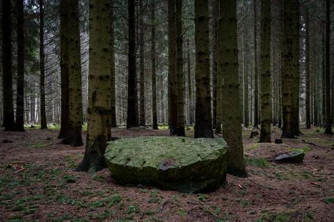 A tree log on the ground in a beautiful dark pine forest. Picture from Scania Stock Photos