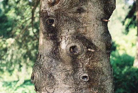 Tree log holes Stock Photos