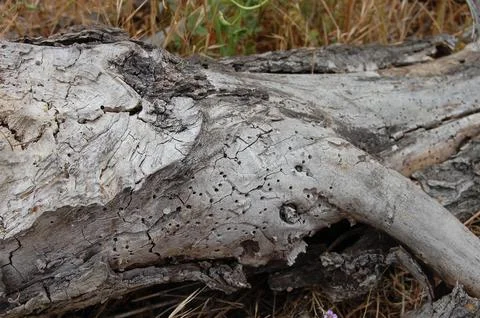 Tree Log Madrona Stock Photos