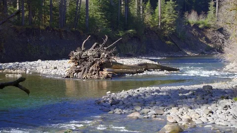 Tree log in middle of river rapids Stock Footage 87313480