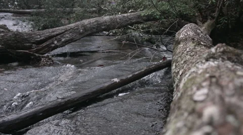 Tree log on a mountain stream during a bright summer day Stock Footage 59759945