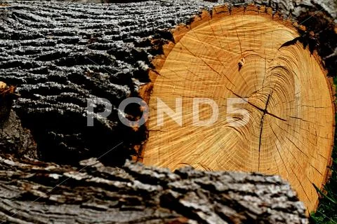 Tree log. Stock Photos
