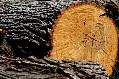 Tree log. Stock Photos