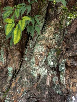 Tree Log 写真素材