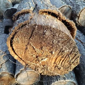 Tree log Stock Photos