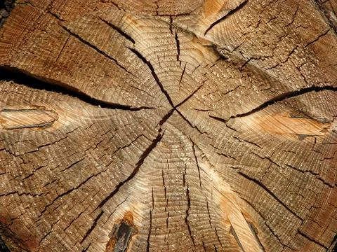 Tree log section Stock Photos