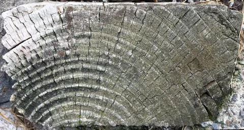 Tree log section Stock Photos