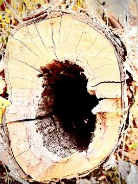 A tree log shot using macro mode Stock Photos