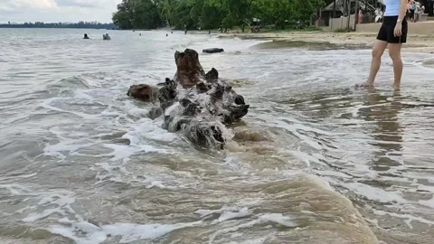 Tree Log Washes Ashore Stock Footage 143577763