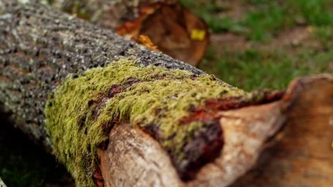 Tree Logging Marked Cut Log With Moss Close Up Detail Vídeo Stock 128491102