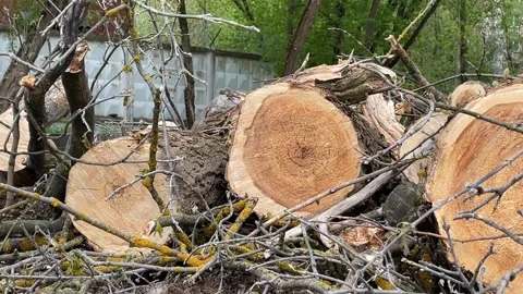 Tree logs and branches with green moss in a natural outdoor setting Video stock 341105393
