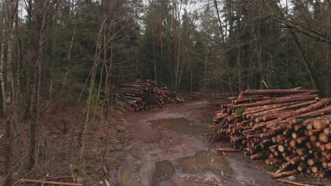 Tree logs are stacked on top of each other in heaps in the forest Stock Footage 149088318