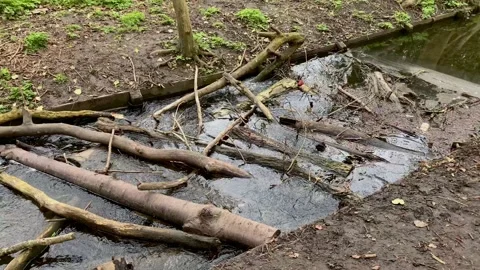Tree logs floating in river Stock Footage 132897898