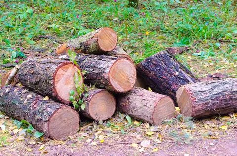 Tree logs lie in the forest Foto stock