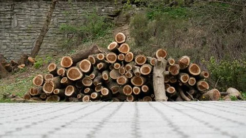 Tree logs in nature Stock Photos