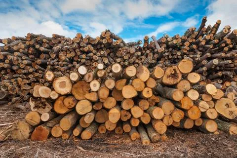 Tree logs Stock Photos