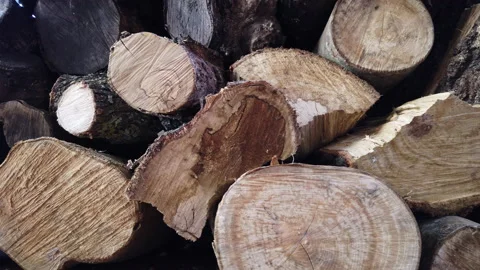 Tree logs pile panning Stock Footage 143093654