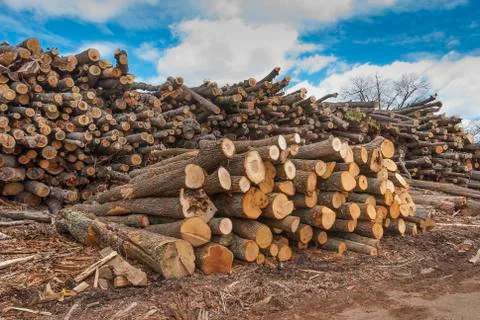 Tree logs in piles Stock Photos